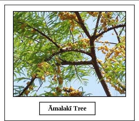 Āmalakī Ekādaśī